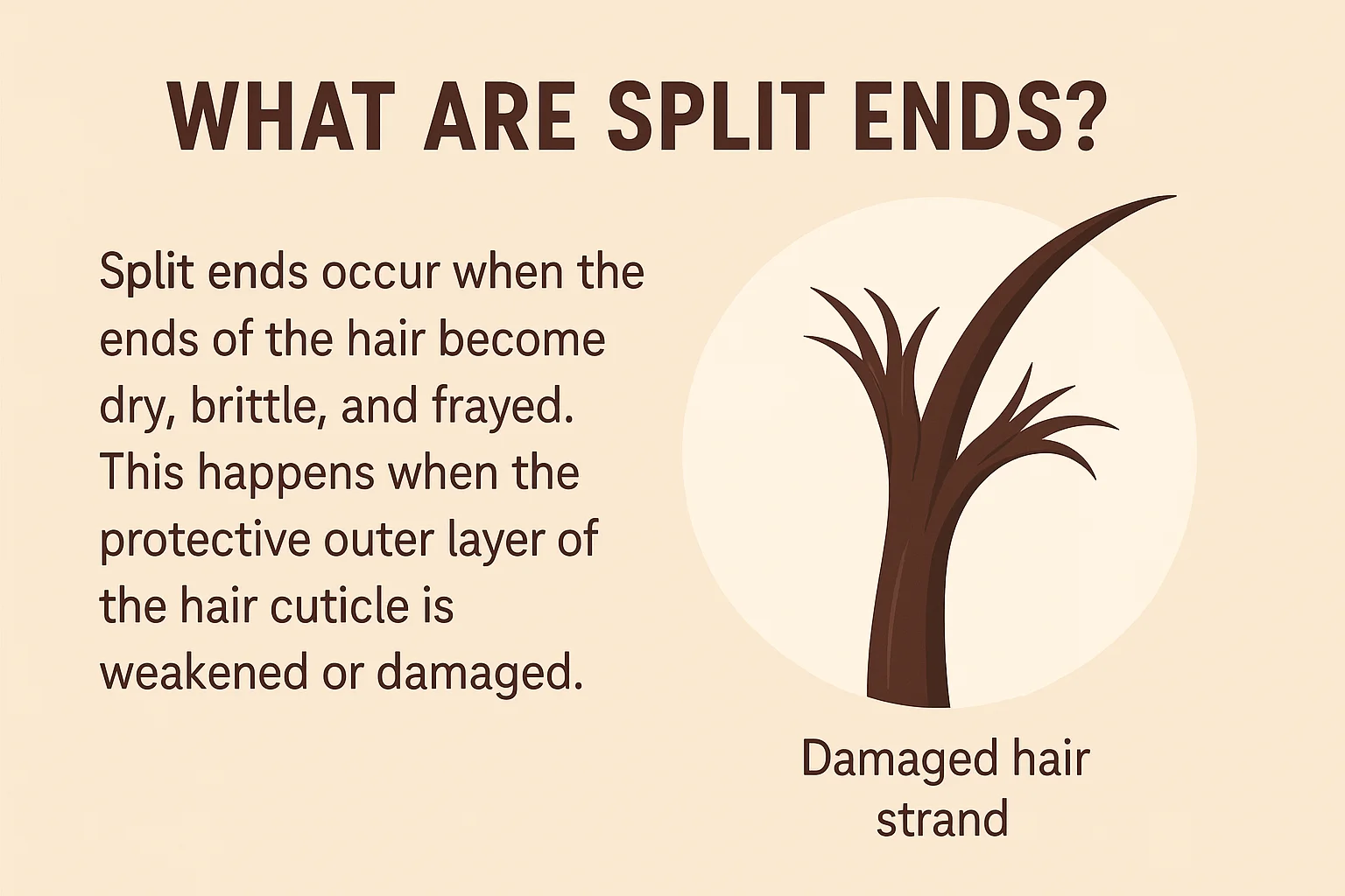 What Are Split Ends - Visual Guide